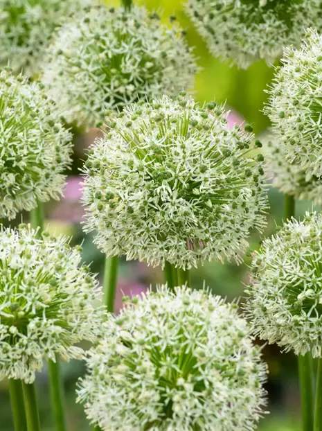 Czosnek ozdobny (Allium) 'Mont Blanc' 1 szt.