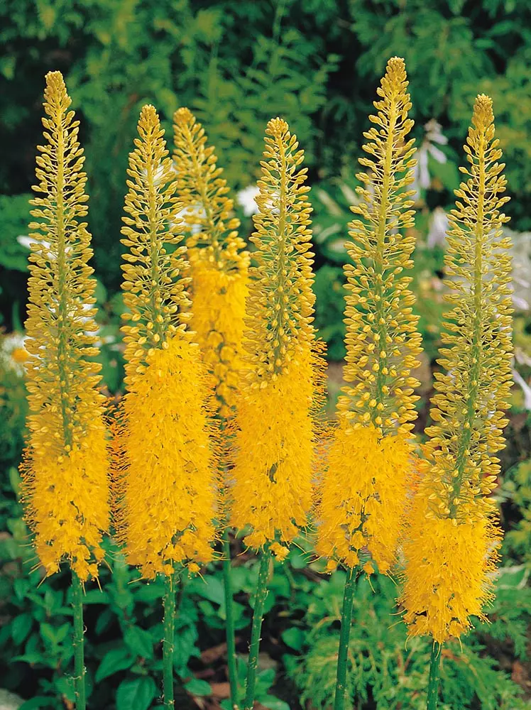 Eremurus Bungei