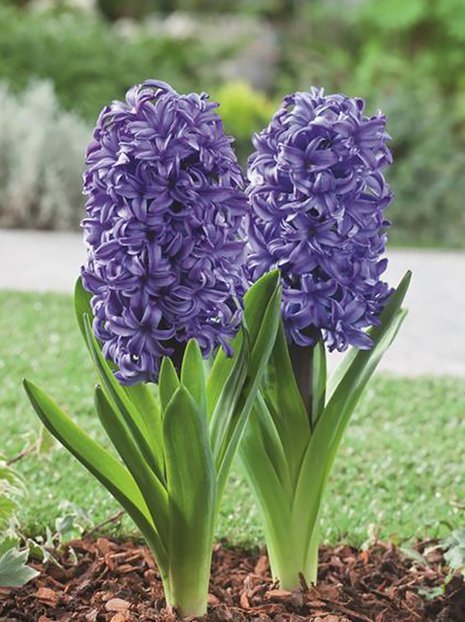 Hiacynt (Hyacinthus) 'Atlantic' 5 szt.