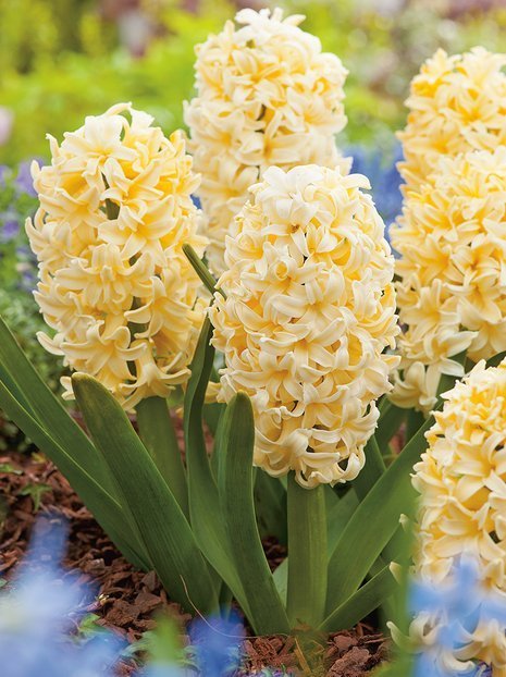 Hiacynt (Hyacinthus) 'City Of Haarlem' 5 szt.