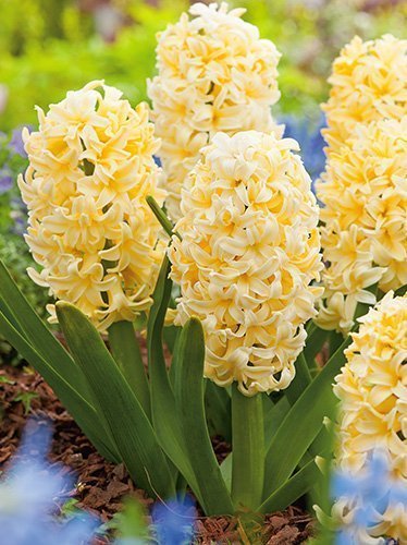 Hiacynt (Hyacinthus) 'City of Haarlem' XXL 5 szt.