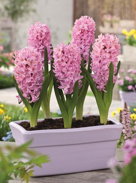 Hiacynt (Hyacinthus) 'Fondant' 5 szt.