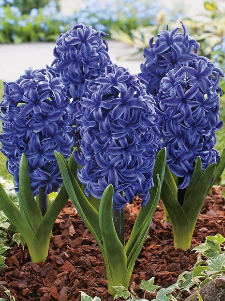 Hiacynt (Hyacinthus) 'Peter Stuyvesant' 5 szt.