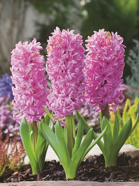 Hiacynt (Hyacinthus) 'Pink Pearl' 5 szt.