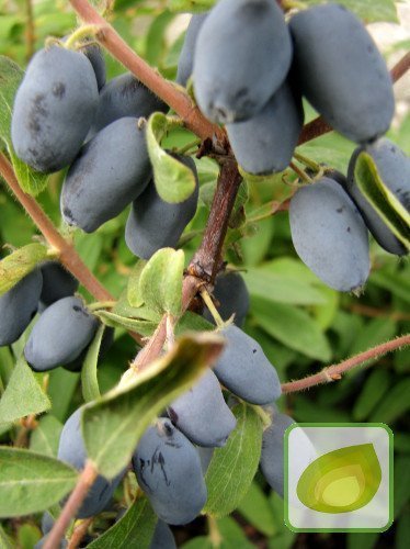 Jagoda Kamczacka (Lonicera coerulea var. Kamtschatica) Wołoszebnica