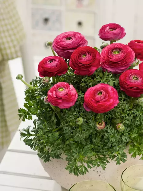 Jaskier (Ranunculus) Red 5 szt.