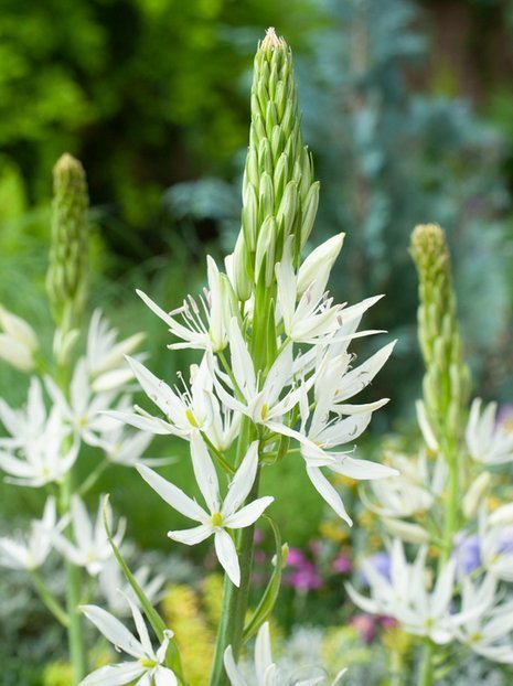 Kamasja (Camassia) 'Leichtlinii Alba' 1 szt.