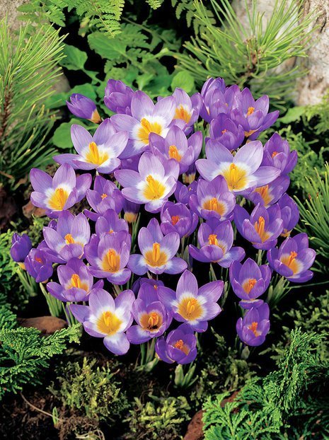 Krokus Botaniczny (Crocus) 'Tricolor' 20 szt.