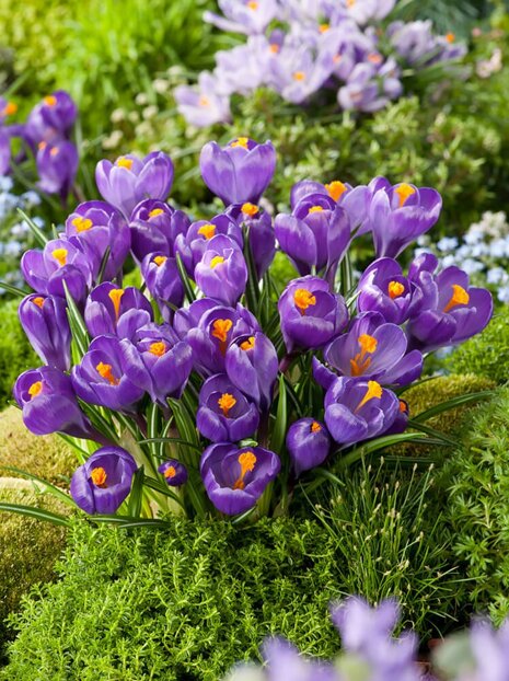 Krokus Fioletowy ( Crocus ) 100 szt.