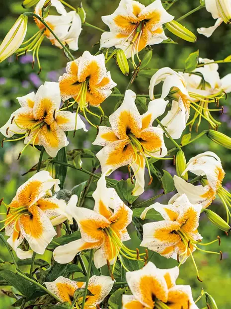 Lilia (Lilium) 'Lady Alice' 1 szt.