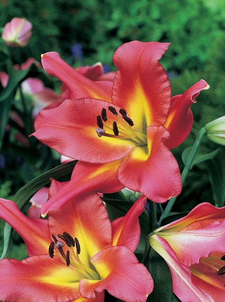 Lilia (Lilium) 'Satisfaction'