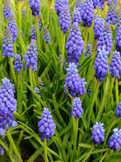 MEGAPAKA Szafirek (Muscari) 'Armeniacum' 50 szt.