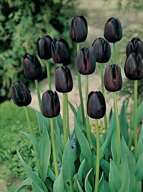 MEGAPAKA Tulipan Pojedynczy Późny (Tulipa) 'Queen of Night' 25 szt.