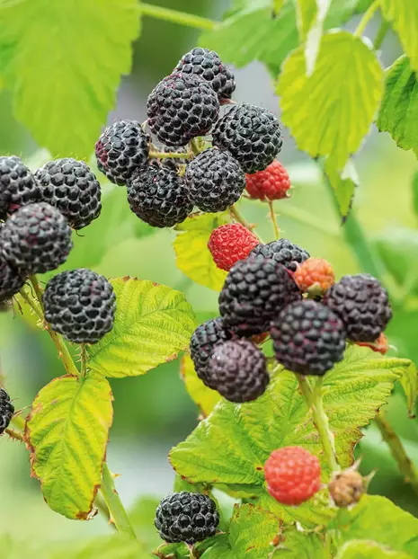 Malina (Rubus idaeus) Czarna - Krzew Owocowy