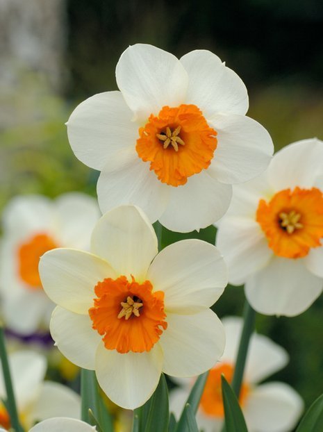 Narcyz Drobnoprzykoronkowy (Narcissus) 'Barrete Browning' 5 szt.