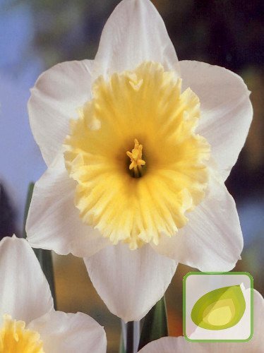 Narcyz ( Narcisssus ) Ice Follies 3 szt.