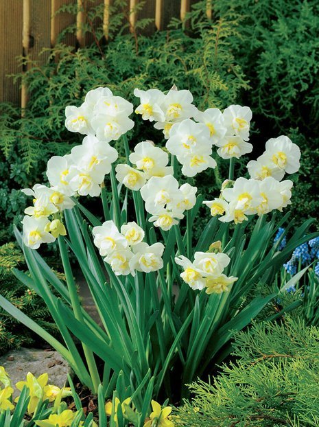 Narcyz Pełny (Narcissus) 'Cheerfulness' 5 szt.