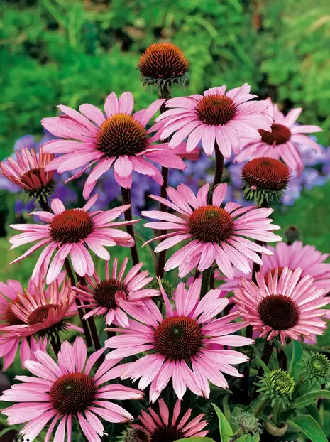 Nasiona Jeżówka Purpurowa - Echinacea