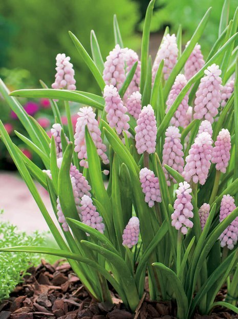 Szafirek (Muscari) 'Pink Sunrise' 1 szt.