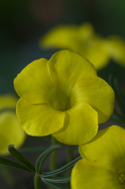 Szczawik Purpurowy (Oxalis) Ken Aslet 3 szt.