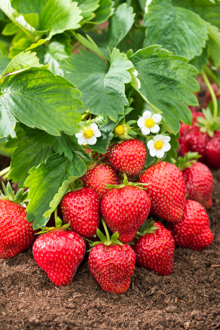 Truskawka (Fragaria a.) 'Korona' - don. P9