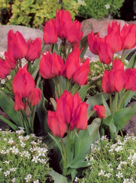 Tulipan Bukietowy (Tulipa) 'Toronto' 5 szt.