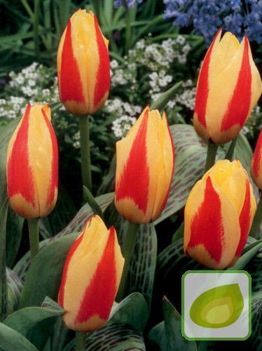 Tulipan Niskie ( Tulipa ) First Love 5 szt.