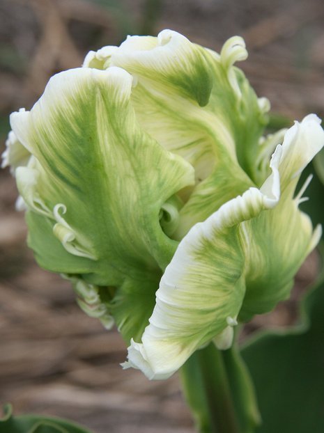 Tulipan Papuzi (Tulipa) 'Super Parrot' 5 szt.