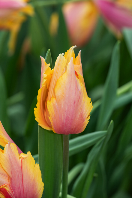 Tulipan Pojedyńczy Późny (Tulipa) Flaming Memory 5 szt.