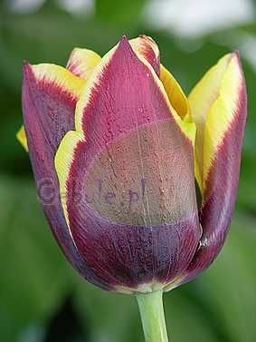 Tulipan Triumph (Tulipa) Gavota 5 szt.