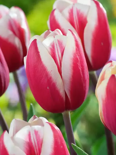 Tulipan Triumph (Tulipa) 'Guus Papendrecht' 5 szt.