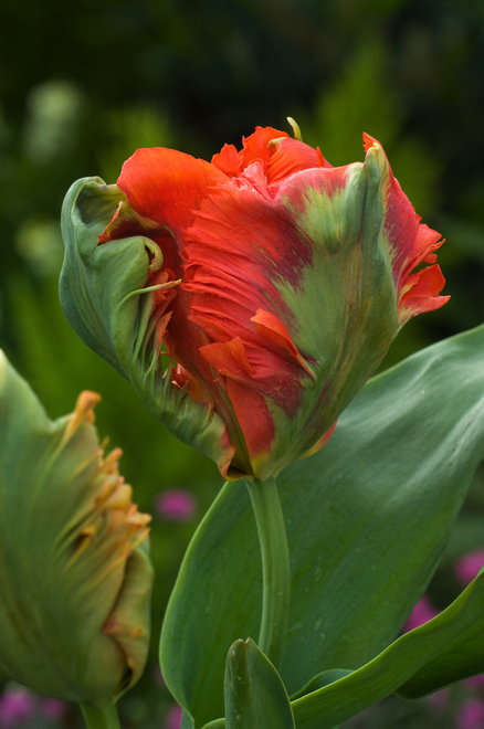 Tulipan (Tulipa) Flower Power 5 szt.