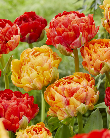 Tulipan ( Tulipa )  Gudoshnik Double 5 szt.