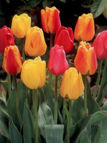 Tulipany Darwins mix 10 szt.