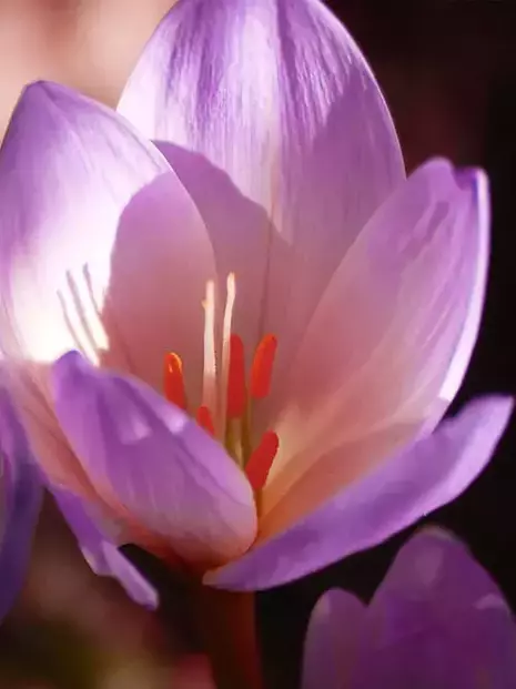 Zimowit Tani (Colchicum) 'The Giant' 1 szt.