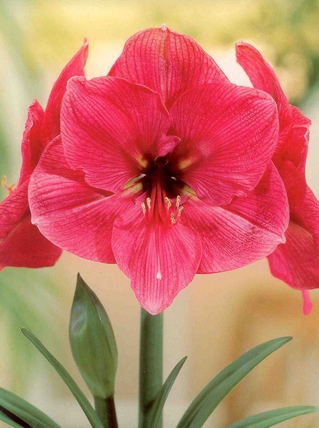 Zwartnica (Hippeastrum) 'Hercules' - cebulka XXL 1 szt.