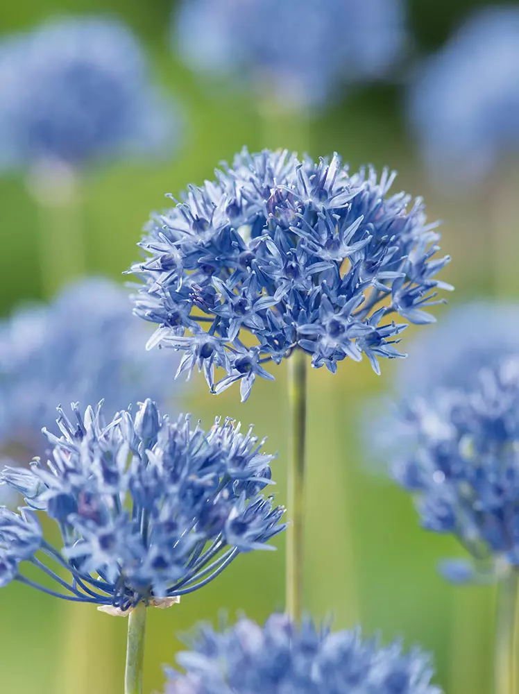 Czosnek Błękitny ( Allium ) Caeruleum 50 szt.