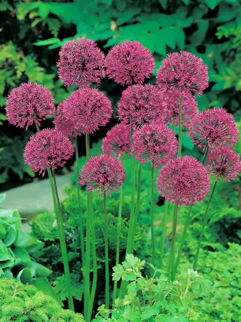 Czosnek Ozdobny Aflatueński (Allium) 'Aflatunense' 5 szt.