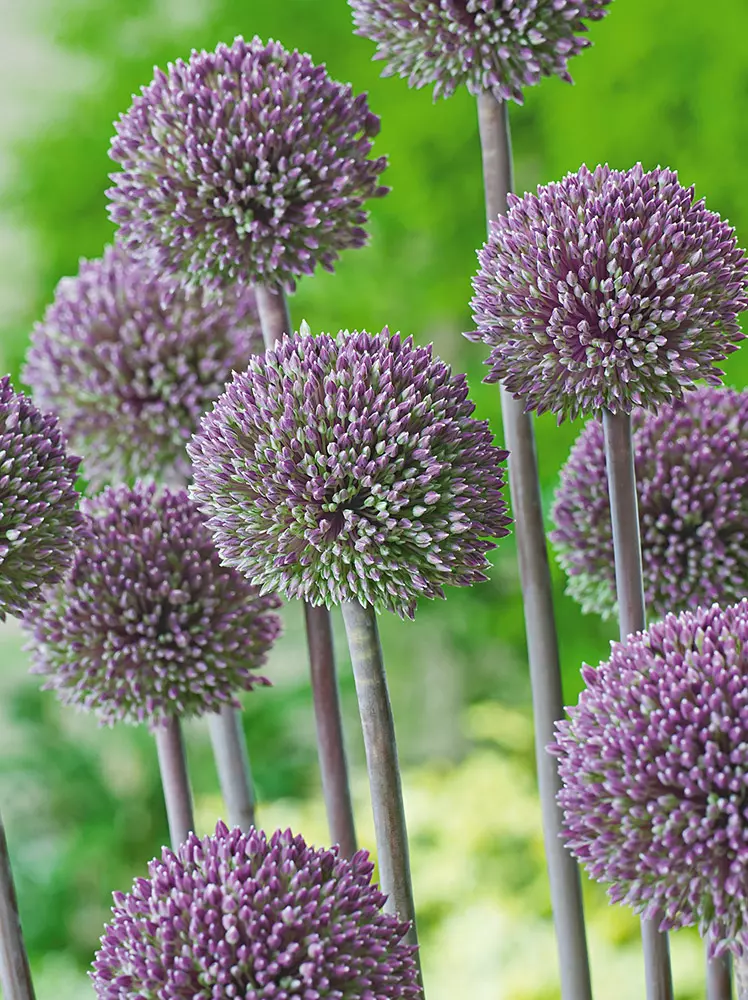 Czosnek Ozdobny ( Allium ) Summer Drummer 10 szt.