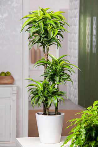 Dracena Wonna Lemon Surprise (Dracaena fragrans 'Lemon Surprise')