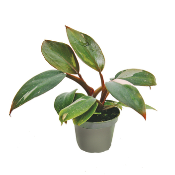 Filodendron Pink Princess don 10,5cm