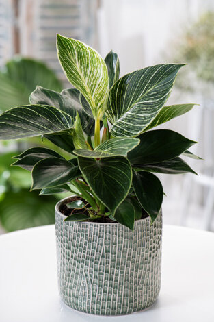 Filodendron White Measure (Philodendron White Measure)