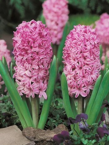 Hiacynt (Hyacinthus) 'Amethyst' 5 szt.