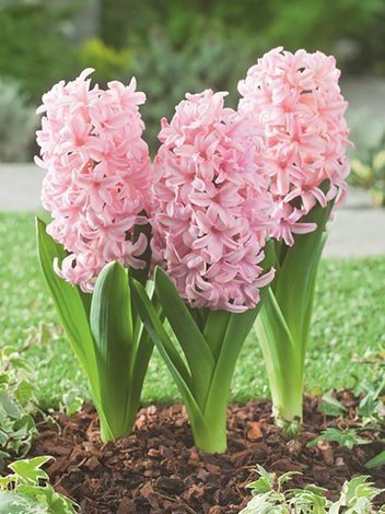 Hiacynt (Hyacinthus) 'Anna Marie' 5 szt.