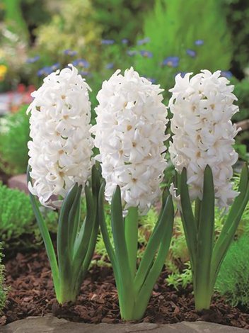 Hiacynt (Hyacinthus) 'Carnegie' 5 szt.