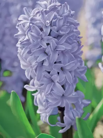 Hiacynt (Hyacinthus) 'City of Bradford' 5 szt.