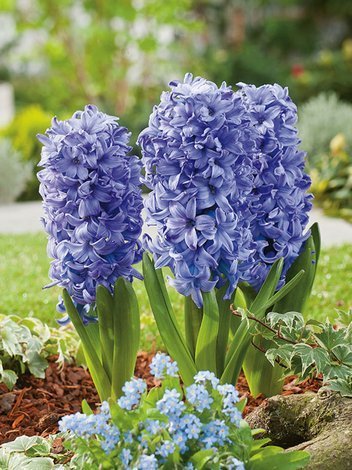 Hiacynt (Hyacinthus) 'Delft Blue' 5 szt.