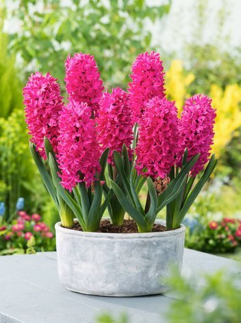 Hiacynt (Hyacinthus) 'Jan Bos' 5 szt.