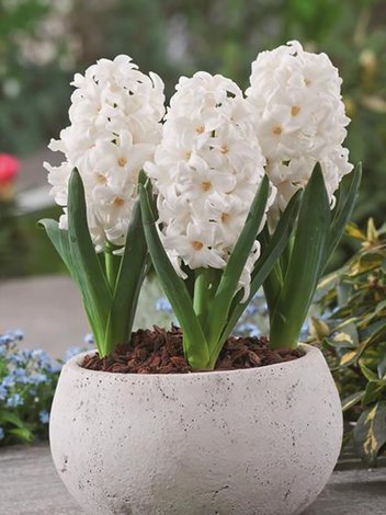 Hiacynt (Hyacinthus) 'Top White' 5 szt.