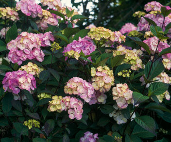 Hortensja Piłkowana (Hydrangea serrata) Serrata - don. P9